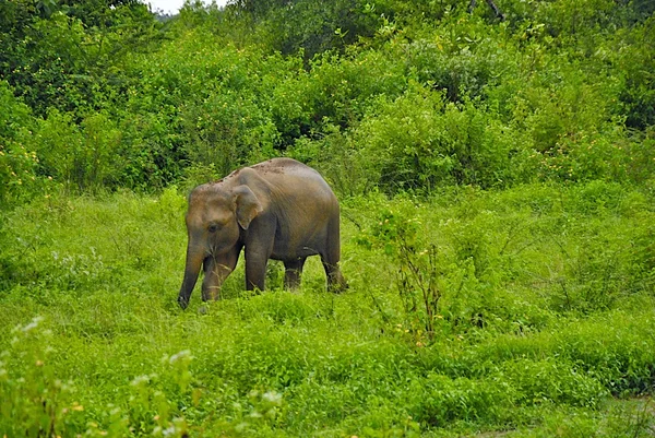 Маленький слоненок в дикой природе Лицензионные Стоковые Фото