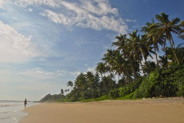 Güneşli gün boyunca palmiye ağaçları ile kum plaj