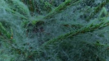 Mavi arka planda karaçam ağacına sağanak yağmur yağıyor. Ağır çekim. Süper makro