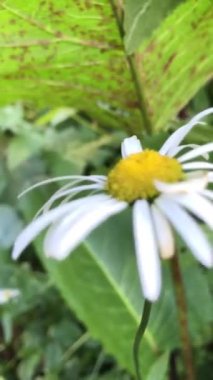 Narin papatyalar rüzgarda sallanıyor. Beyaz güzel çiçekli çiçek çayırı. Bahar ve yaz zamanı