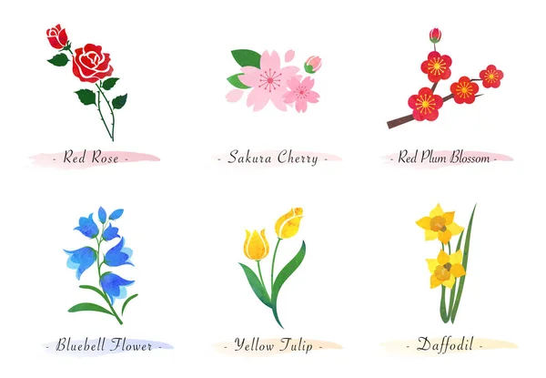 Υδατογραφία Βοτανική Κήπο Φύση Φυτό Λουλούδι Τριαντάφυλλο Σακούρα Κεράσι Δαμάσκηνο — Διανυσματικό Αρχείο