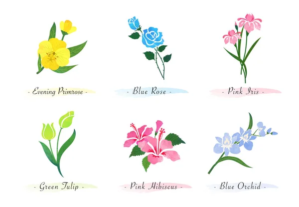 Watercolor Botanic Garden Nature Plant Flower Evening Primrose Rose Iris Royalty Free Stock Vectors
