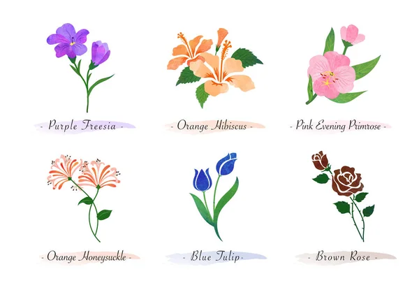 Watercolor Botanic Garden Nature Plant Flower Freesia Hibiscus Evening Primrose Stock Illustration