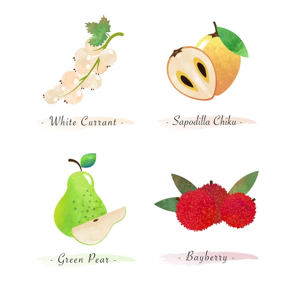 Biologische Natuur Gezond Voedsel Fruit Witte Bes Sapodilla Chiku Groene — Stockvector