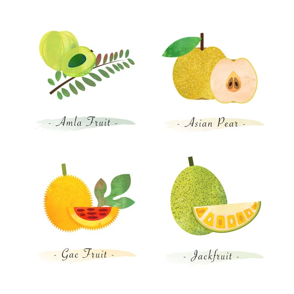 Nature Biologique Alimentation Saine Fruit Amla Fruit Asiatique Poire Gac — Image vectorielle
