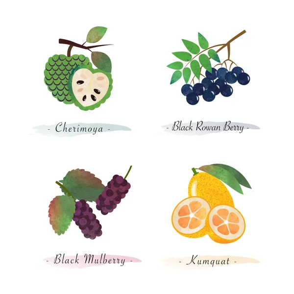 Nature Bio Alimentation Saine Fruit Cherimoya Noir Rowan Baies Noir — Image vectorielle