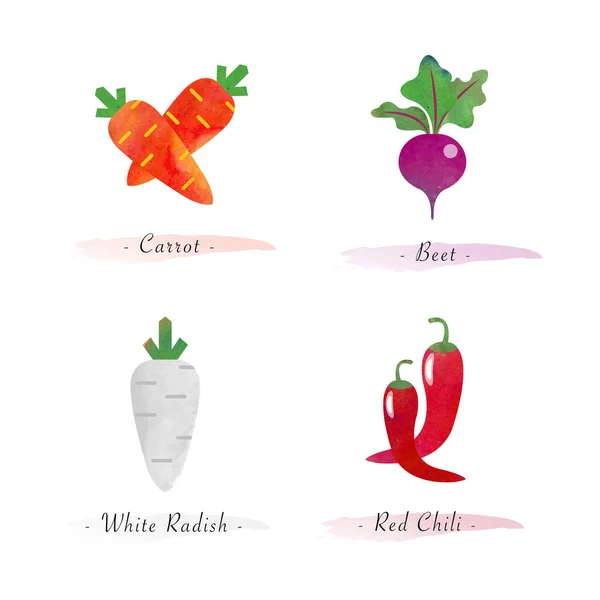 Watercolor Healthy Nature Organic Plant Vegetable Food Ingredient Carrot Beet — Stock Vector