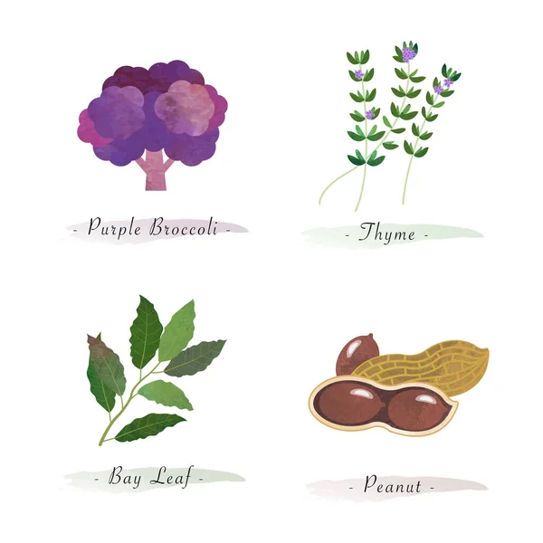 Akvarell Hälsosam Natur Ekologisk Växt Vegetabilisk Mat Ingrediens Lila Brocoli — Stock vektor