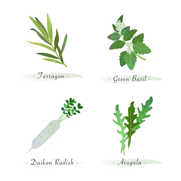 Aquarelle Nature Saine Végétal Bio Légume Ingrédients Estragon Vert Basilic — Image vectorielle