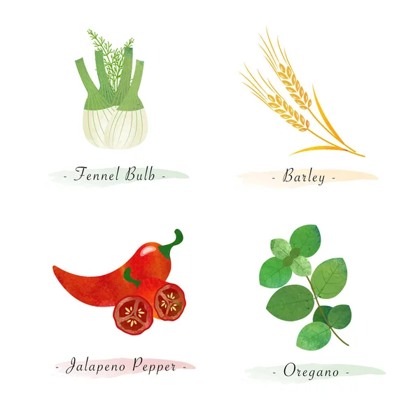 Akvarell Egészséges Természet Organikus Növényi Élelmiszer Összetevő Édeskömény Izzó Árpa — Stock Vector