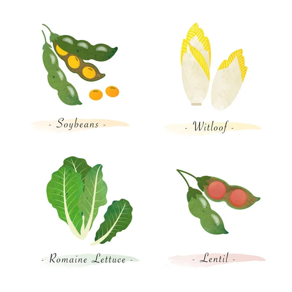 Aquarel Gezonde Natuur Biologische Plantaardige Plantaardige Voedselingrediënt Sojabonen Witloof Romaine — Stockvector