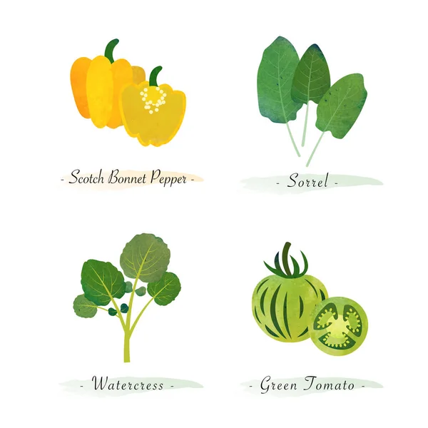 Watercolor Healthy Nature Organic Plant Vegetable Food Ingredient Scotch Bonnet — Stock Vector