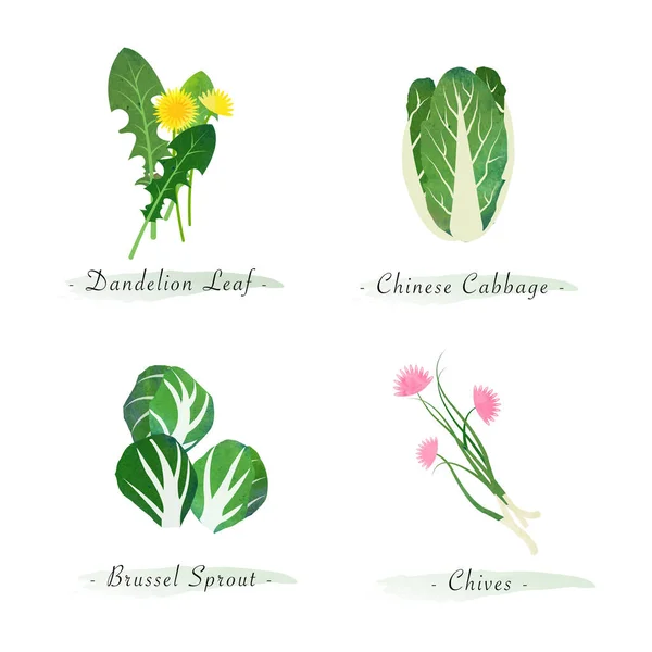 水彩画健康自然有机植物蔬菜配料蒲公英叶大白菜芽菜 — 图库矢量图片