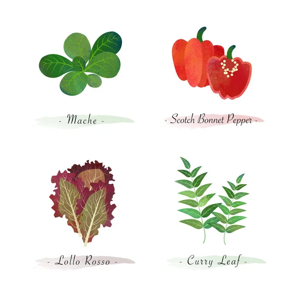 Akvarell Hälsosam Natur Ekologisk Växt Vegetabilisk Mat Ingrediens Mache Scotch — Stock vektor