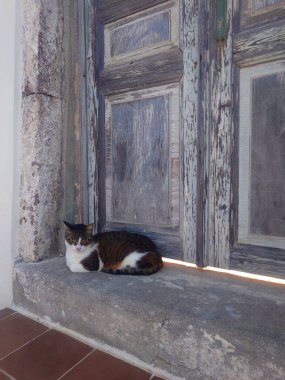 Sokak Kedisi Tahta Kapı 'da Dinleniyor