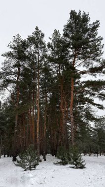 Kış Çam Ormanı Karla kaplı Sakin Doğal manzara