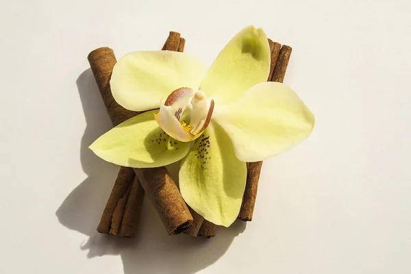 Cinnamon and orchid flower — Stock Photo, Image