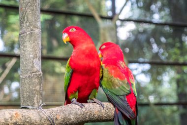 İki yakın plan geveze papağan Kuala Lumpur Kuş Parkı 'ndaki bir tünekte oturuyorlar.