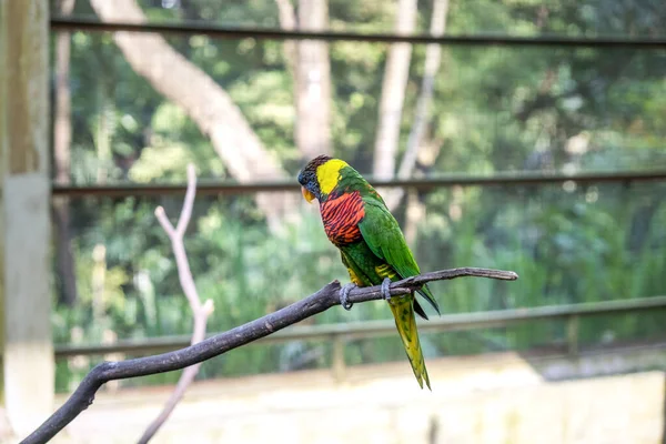 A multi-colored parrot lorikeet sits on a branch in the aviary