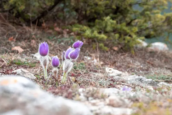 Bahar çiçekleri ardıç çalılarının arka planında uyur.