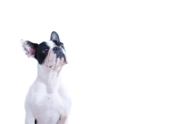 Siyah ve beyaz Fransız ararken