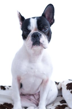 Fransız buldozer portresi