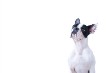 Ciddi Fransız beyaz arka plan üzerinde oturan