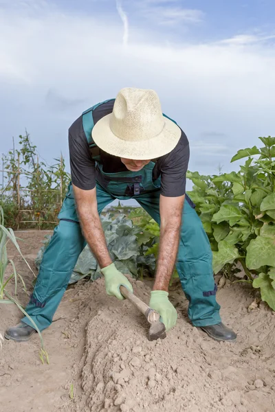 Farmer planting the harvest — Stock Photo, Image