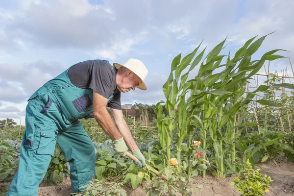 Jordbrukare som arbetar hans urban köksträdgård — Stockfoto