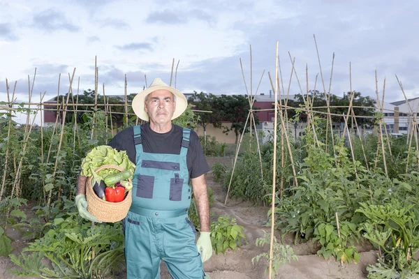 Agricultor con cosecha —  Fotos de Stock