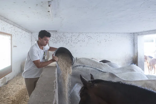 Boy feeding horses — Stock Photo, Image