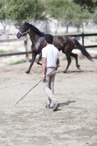 Boy training horse — Stock Photo, Image