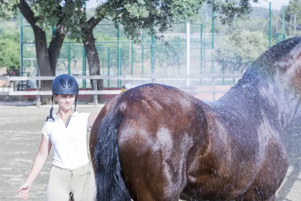 Girl bathing horse — Stock Photo, Image