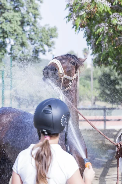 Girl refreshing horse — Stock Photo, Image