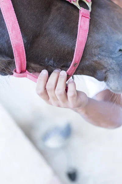 Hand holding horse head — Stock Photo, Image