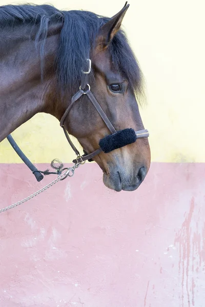 Horse head profile — Stock Photo, Image