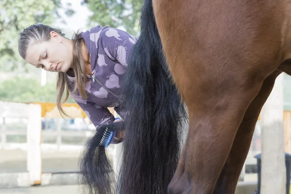 Young woman grooming a horse — Stock Photo, Image