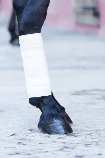 Bandage on a horse leg — Stock Photo, Image