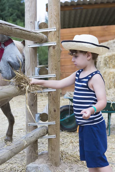 Jongen landbouwer voeding ezel — Stockfoto