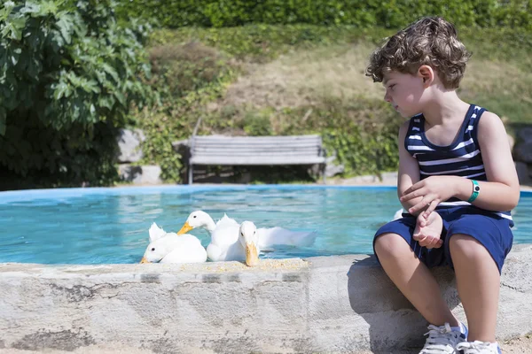 Chico alimentando patos — Foto de Stock