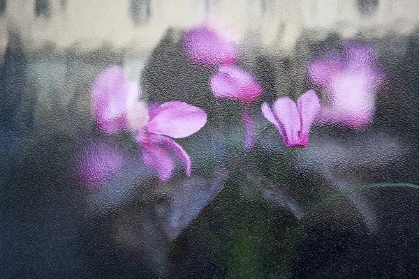 Fiori invernali in una serra . — Foto Stock