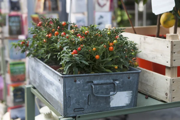 Plantas de capsicum ornamentais vermelhas e verdes — Fotografia de Stock