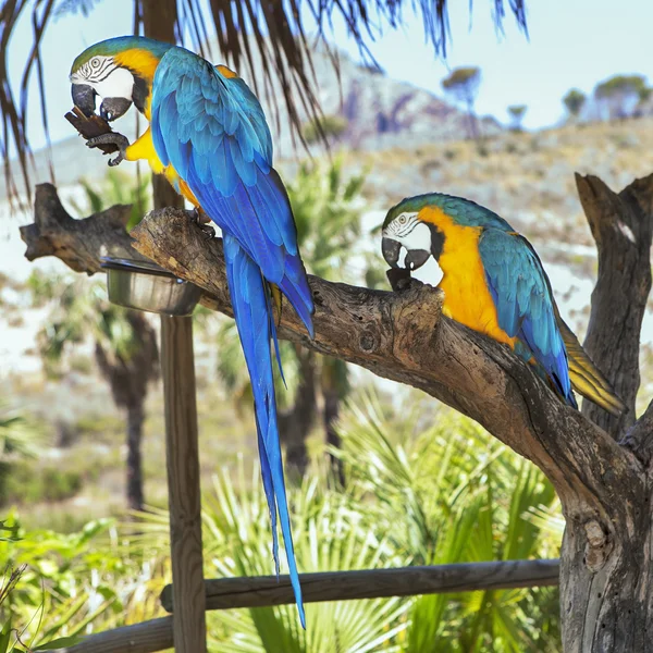 Macaw sitting on branch — Stock Photo, Image