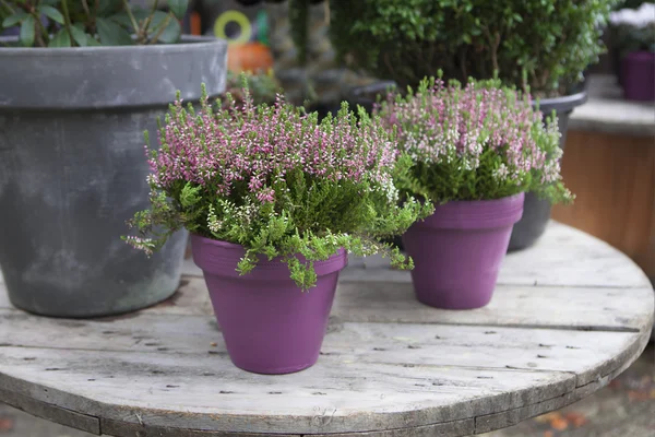 Roze bloemen in potten — Stockfoto