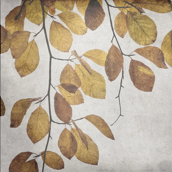 带纹理的旧纸张背景与多彩的秋天叶 — 图库照片