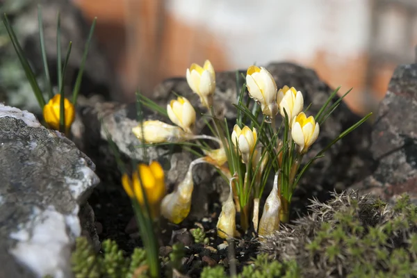 Magische fantastische Engelse bos bij dageraad gevuld met de zachte stralen van de zon in een mistige ochtend nevel. Alpine wonder toegankelijk voor iedereen die aan het begin een wandeling na de regen — Stockfoto