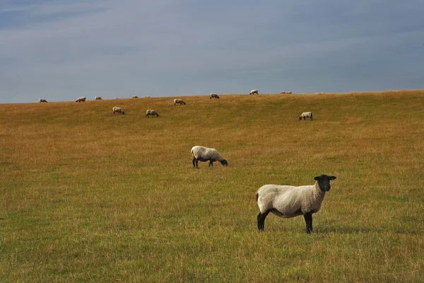 Farm állatok: juh legeltetés a legelőn, szép zöld — Stock Fotó