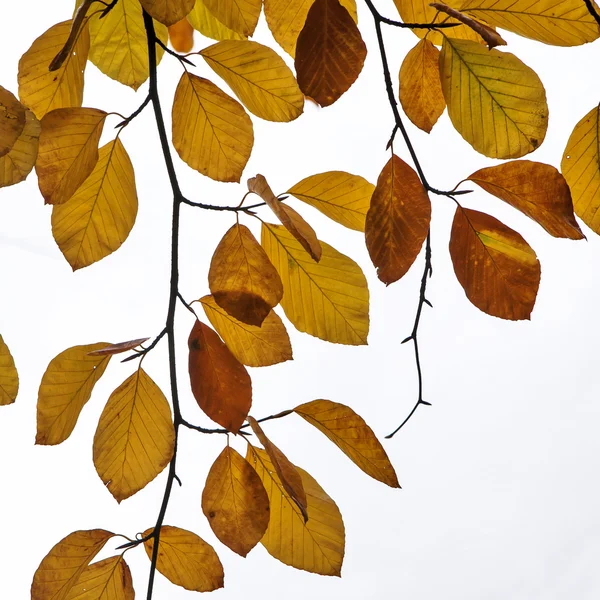 Folhas de outono em um fundo branco — Fotografia de Stock