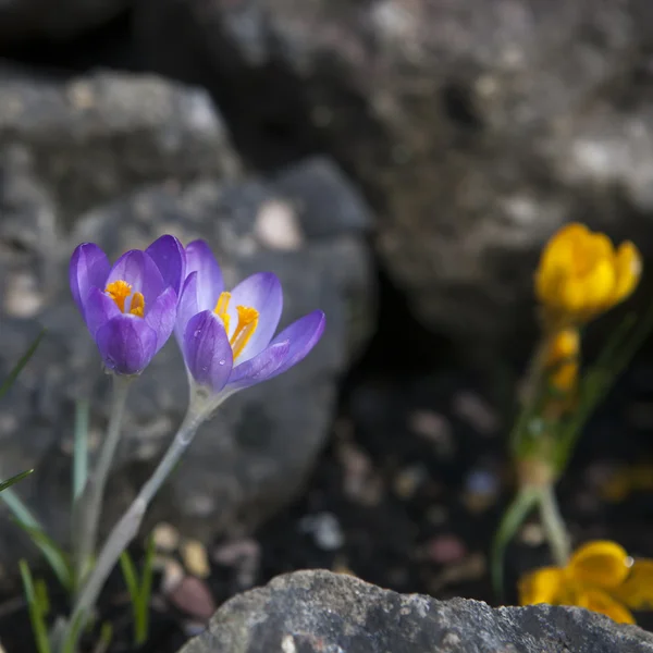 보라색 크 로커 스 (sativus 크 로커 스) — 스톡 사진