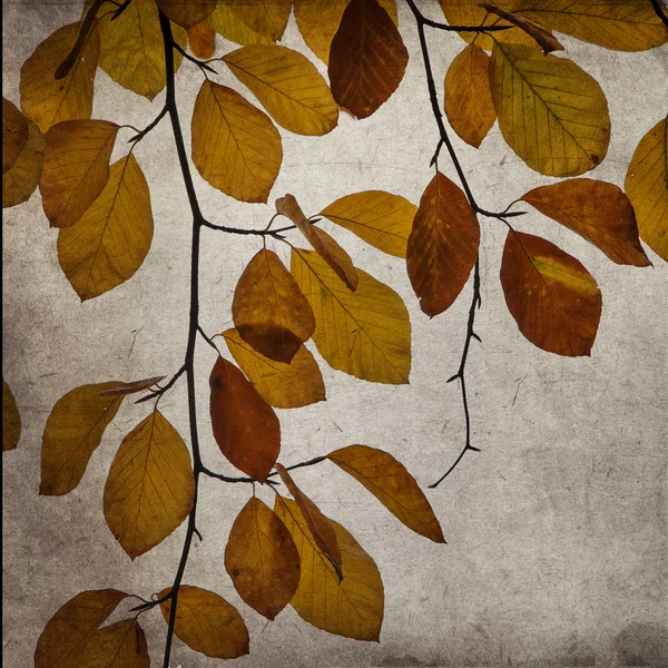 带纹理的旧纸张背景与多彩的秋天叶 — 图库照片
